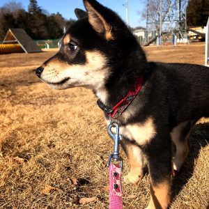 ☆生後4ヶ月の柴犬ピーターくんのしつけlesson☆