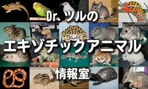 Dr.ツルのエキゾチックアニマル情報室