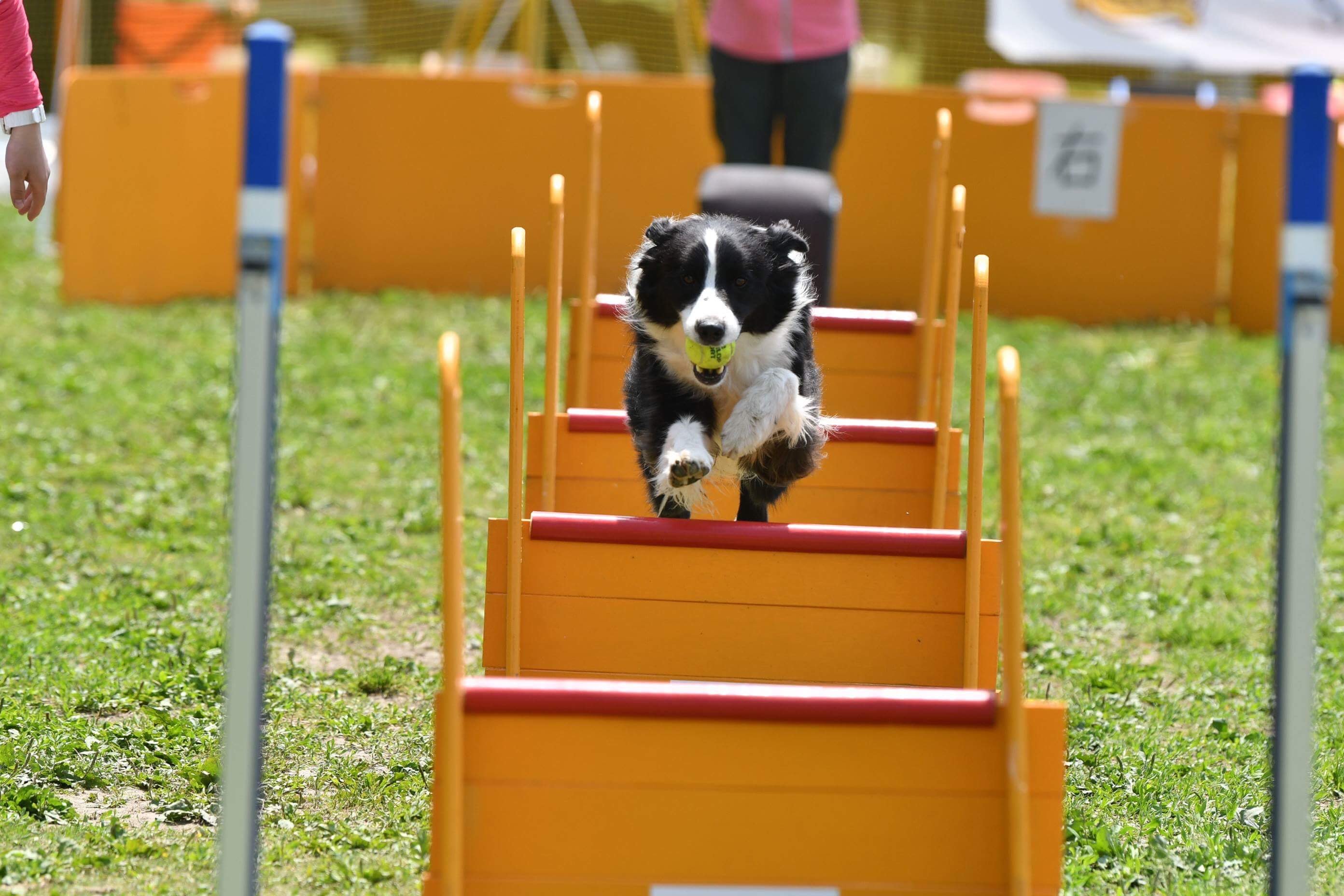 ミネルヴァドッグスクール | 動物病院取扱いサプリメント。ミネルヴァ