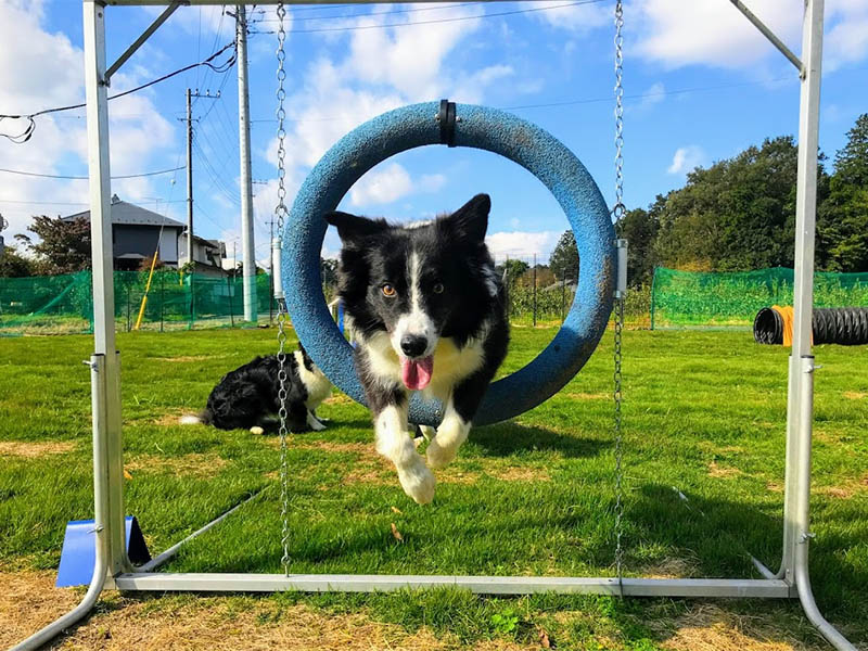 dog_tire_jump1