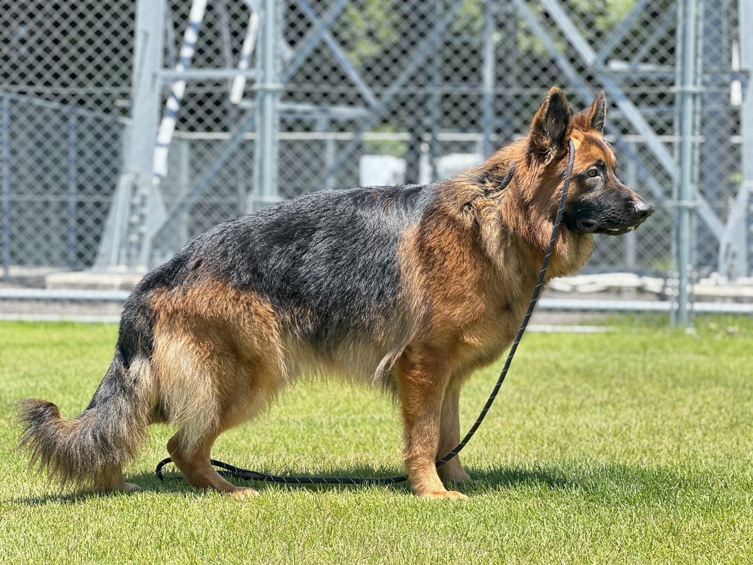 ジャーマンシェパード、クリード君（1歳）（動画あり） | 動物病院