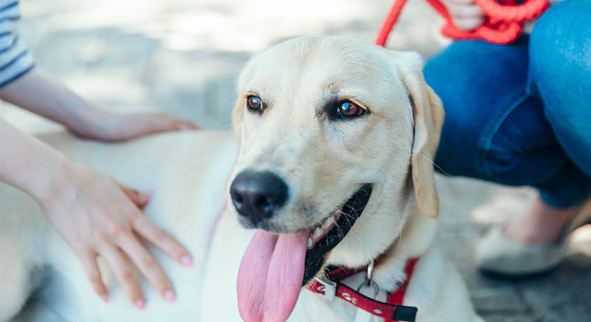 シニア犬の「後ろ足の震え」は年のせい？愛犬のスムーズな歩みと散歩を楽しむために今すぐできること