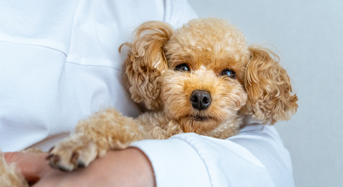 子犬の「甘噛み」が痛くて困る！プロが教える、叱らずに解決へ導く接し方