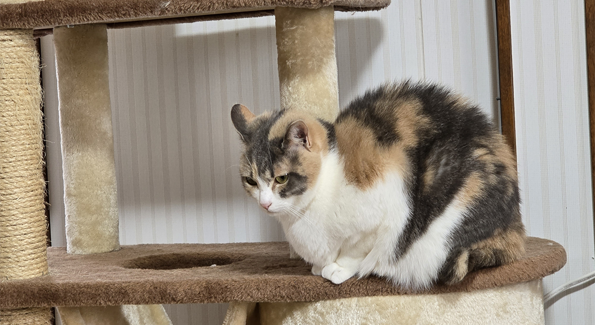 猫がキャットタワーから落ちた！？「ジャンプの失敗」は老化だけが原因ではないかもしれません。シニア猫の関節ケアと環境づくり