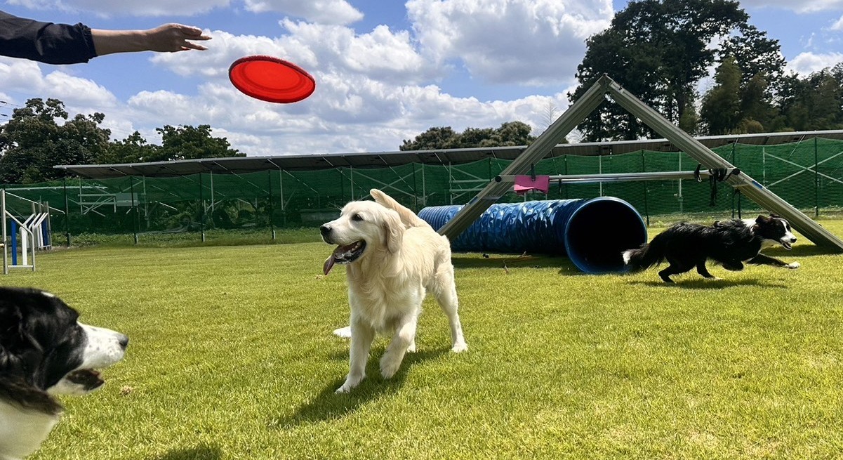 ドッグスクールに通うのは「問題犬」だけじゃない!飼い主が愛犬との「遊び方」を学ぶべき本当の理由