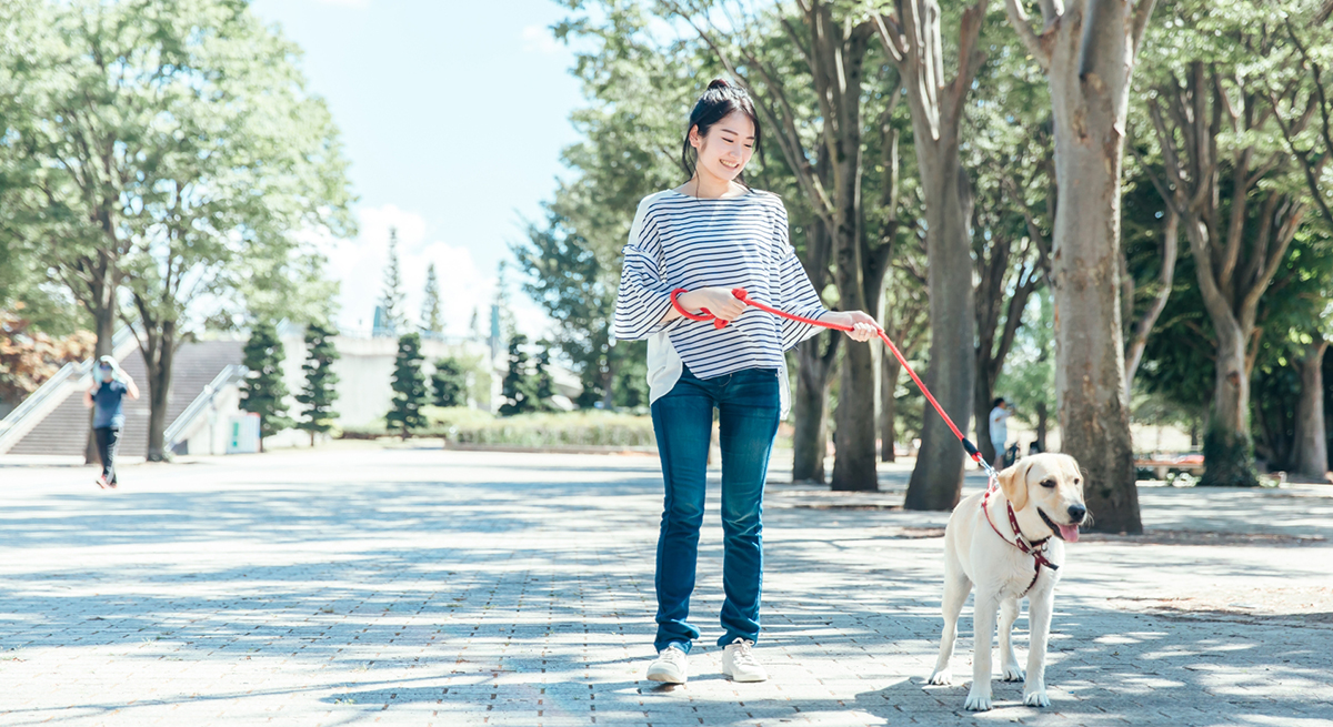 筋肉をつけて愛犬の健康寿命を延ばす！アミノ酸摂取の必要性とは