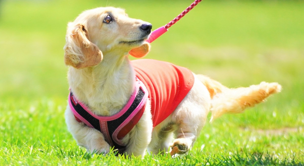 「お腹の調子を整える」が足腰を強くする?意外と知らないペットの乳酸菌の取り方と筋肉維持の意外な関係