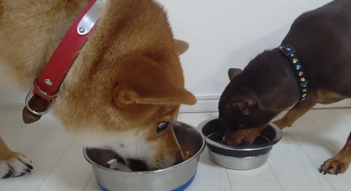 ズボラ飼い主さん必見！食事に混ぜるだけの乳酸菌習慣と、元気な体を維持するアミノ酸の賢い補い方