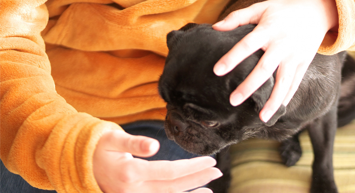 少し丸くなってきた？愛犬・愛猫の「適正体重」を知り、無理なく健康的な体型を目指すコツ