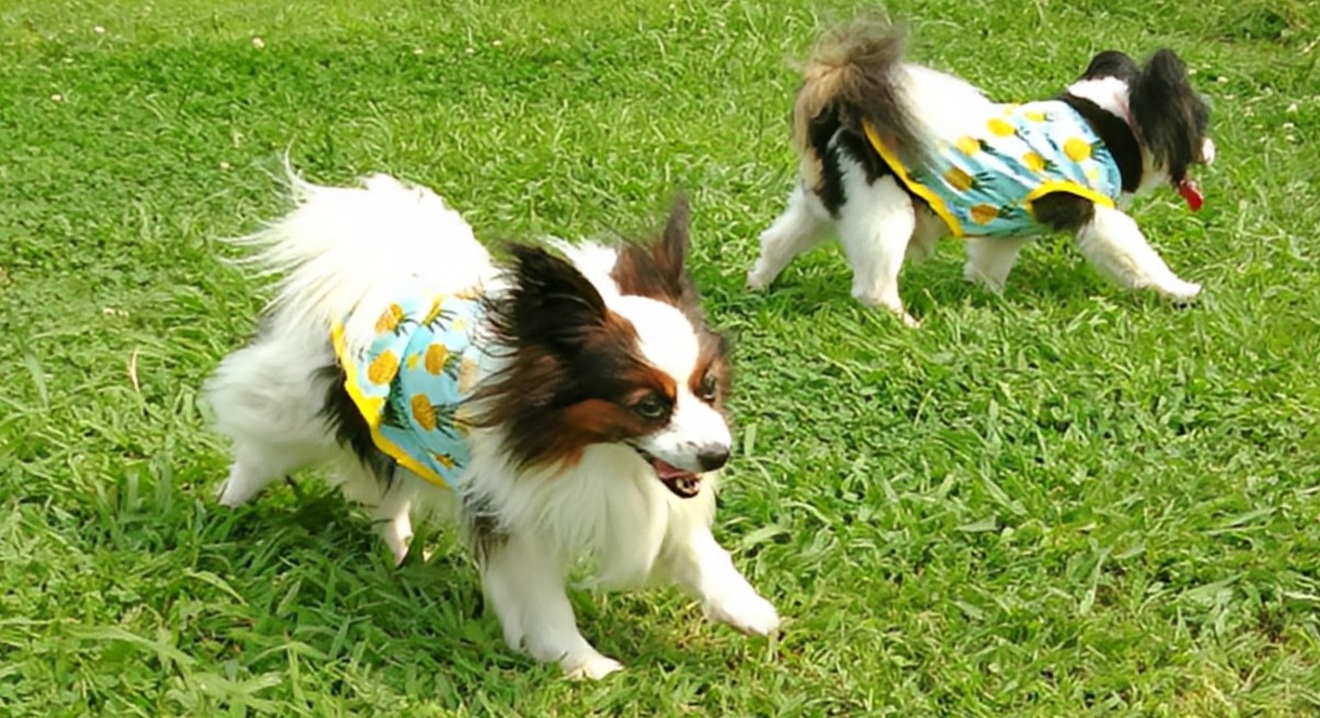 ペットが筋肉をつけるために大切な栄養素とは？アミノ酸摂取の必要性と亜鉛の役割