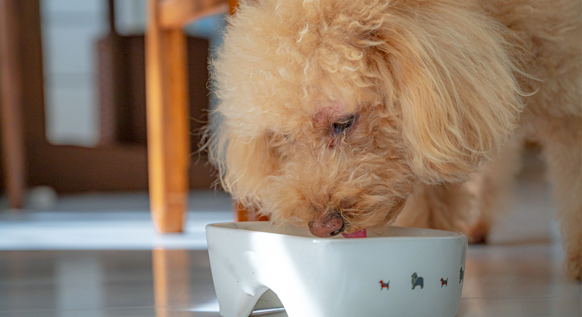 ペットの健やかな毎日のために。健康な体づくりをサポートする「良質なタンパク質」と栄養バランス