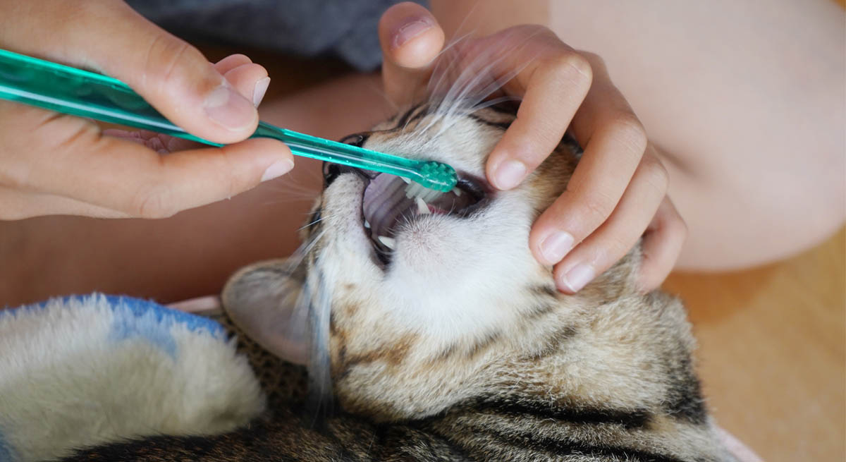 愛犬・愛猫といつまでも笑顔で過ごす「お口の健康新習慣」
