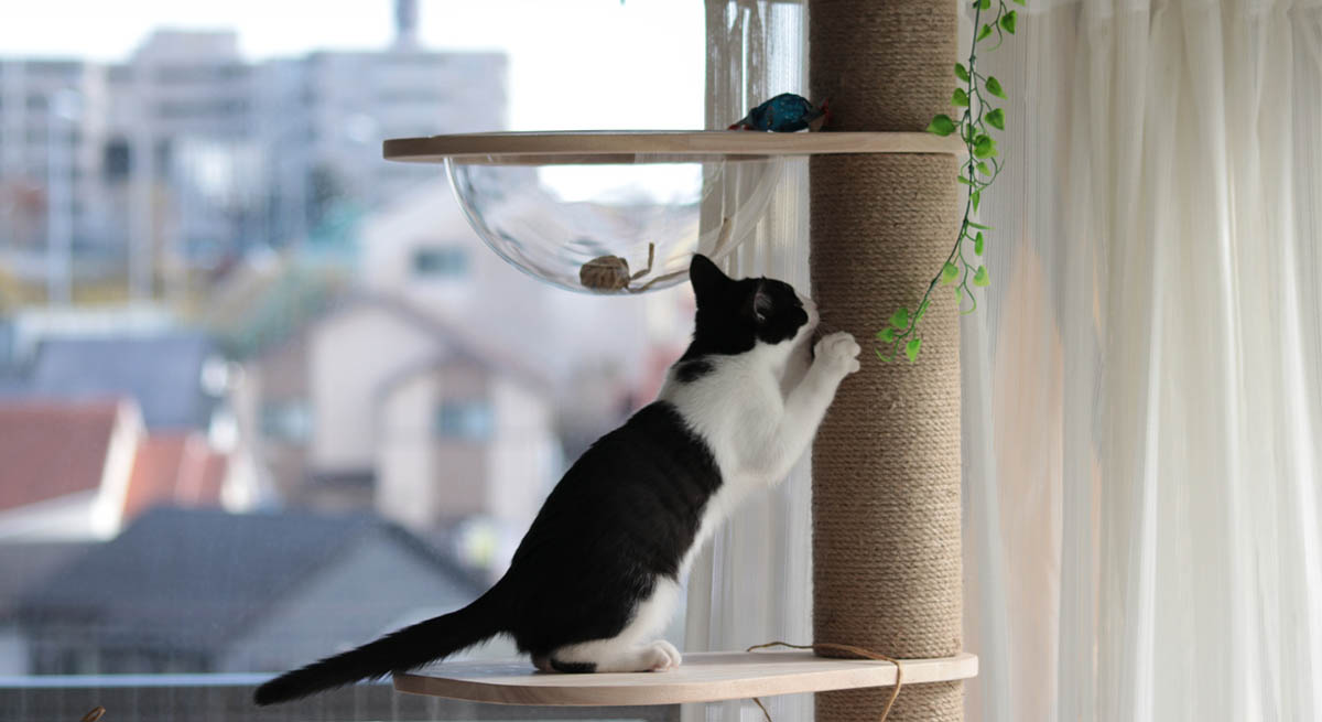 愛猫の「元気が足りない」と感じたら。腎臓の健康維持に欠かせない、鉄分の役割をチェック