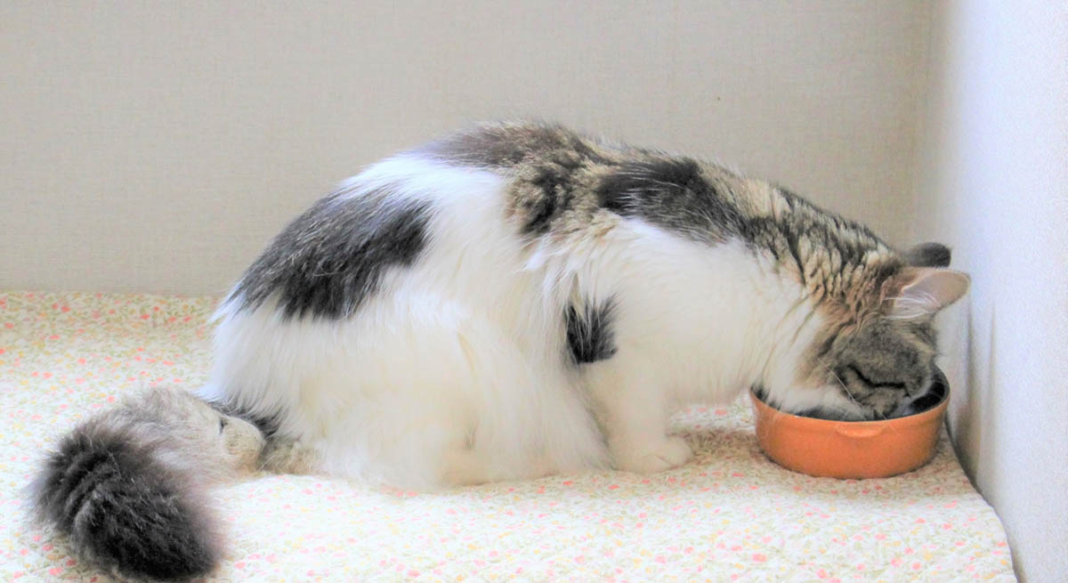 10歳からの猫ライフを快適に。シニア期の穏やかな毎日をサポートする生活のヒント