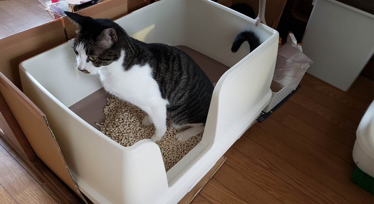 猫の「毎日のスッキリ」を応援したい。お腹の動きをサポートするケアガイド