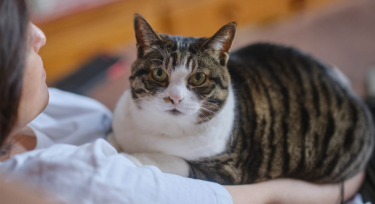 猫の貧血と腎不全の関係：血液検査の数値の見方と家庭でできる鉄分サポート