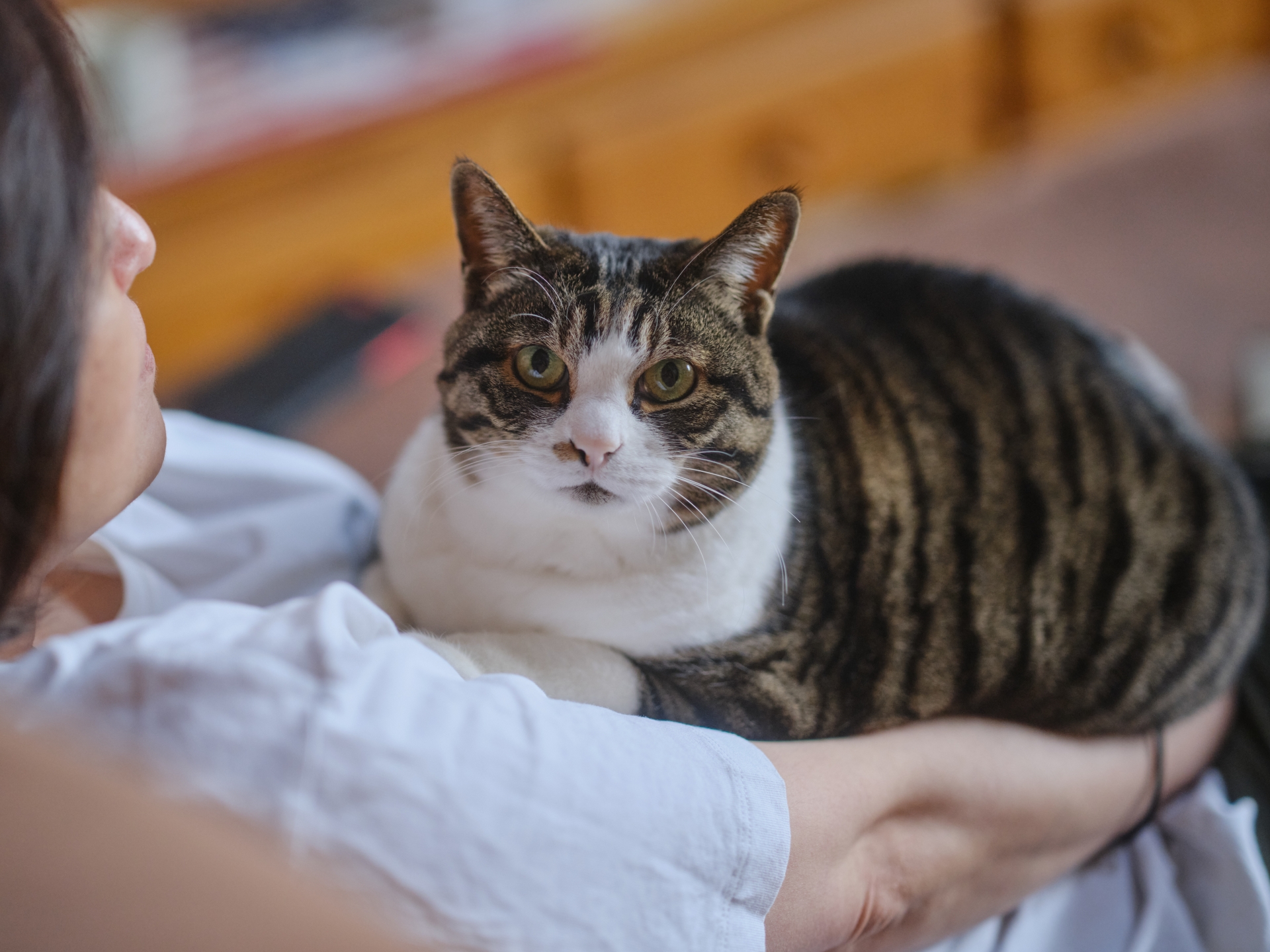 猫の貧血と腎不全の関係：血液検査の数値の見方と家庭でできる鉄分サポート