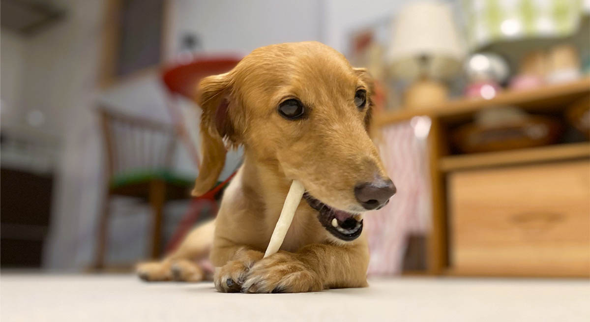 「歯磨きさせてくれない！」と悩む飼い主様へ。嫌がる犬猫に試したい“磨かない”口内ケア