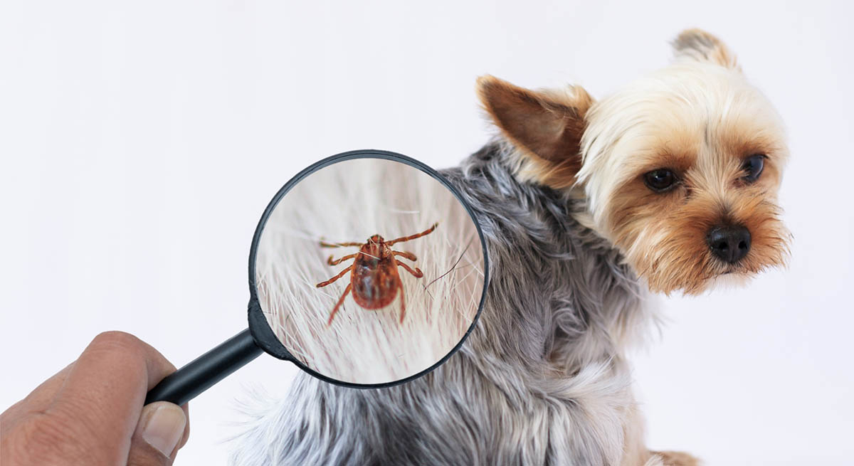 愛犬・愛猫と自分を守るために。知っておきたいマダニの病気「SFTS」