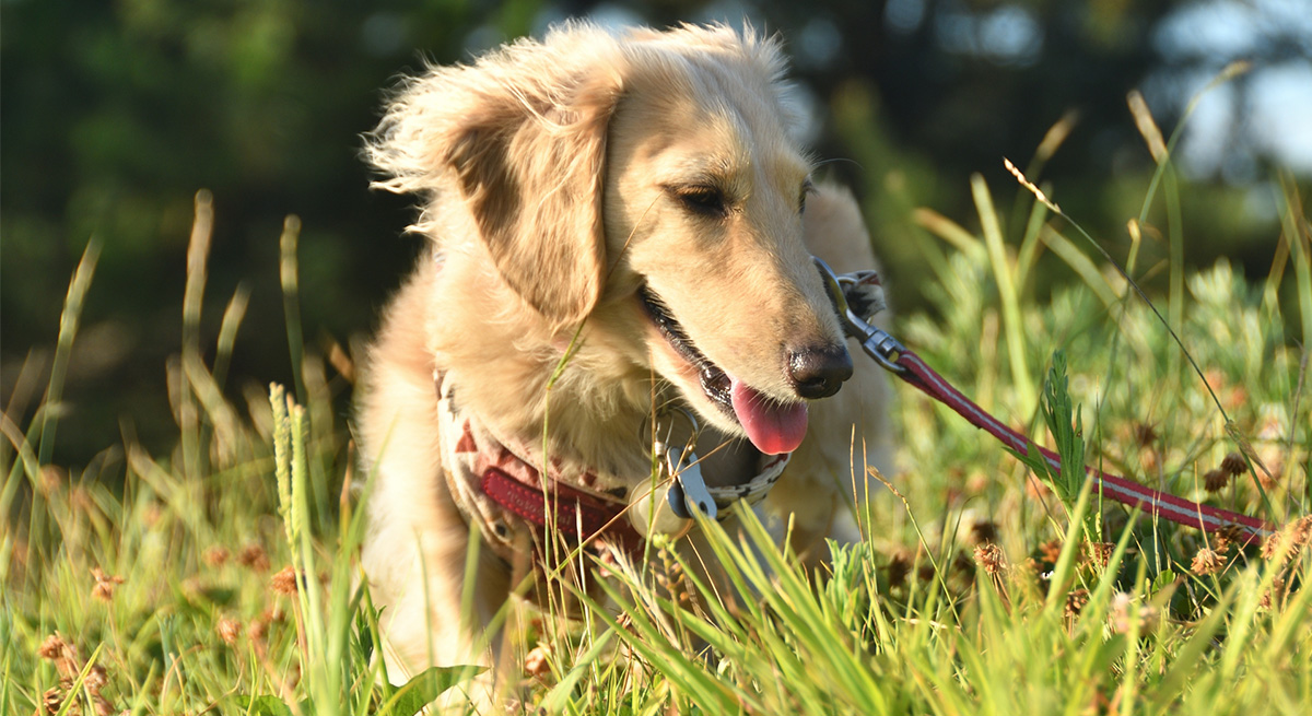 【保存版】散歩を安全に。愛犬と健やかに過ごすための「お外対策」