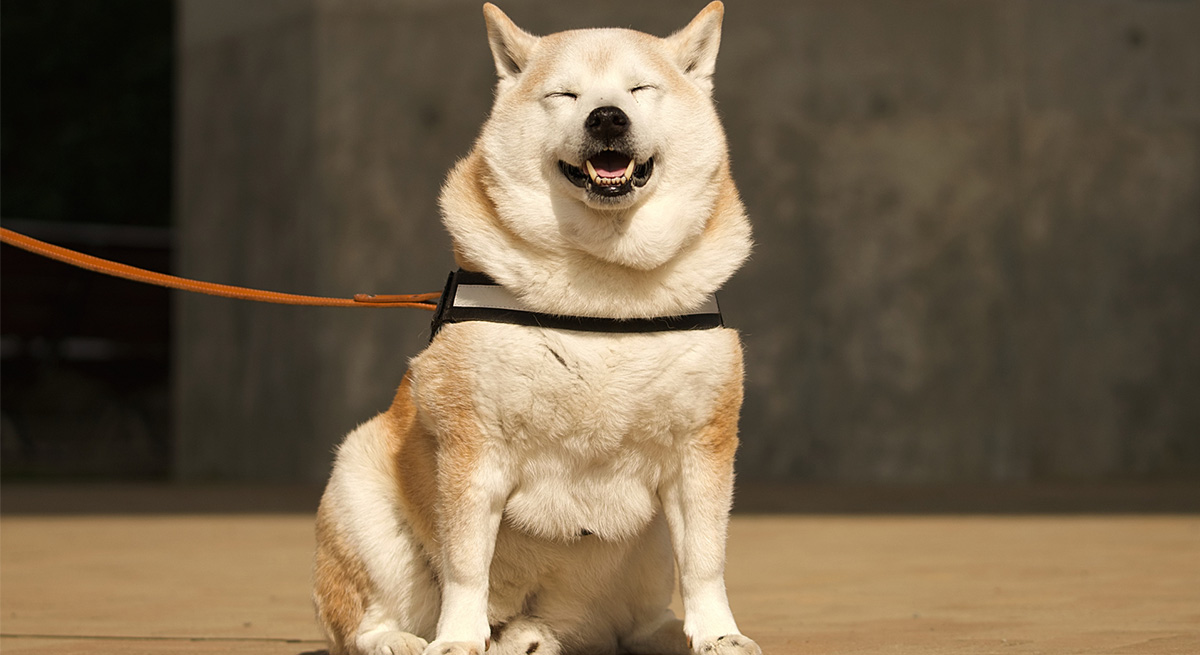 冬にふっくらした愛犬へ。今から始める「健やか習慣」と足腰への思いやり