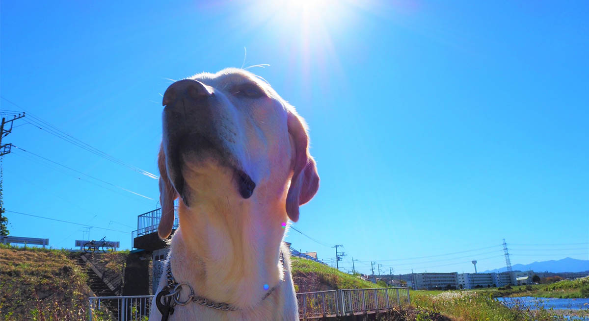 【夏の犬猫スキンケア】 デリケートな皮膚を夏のダメージから守るバリア環境サポート