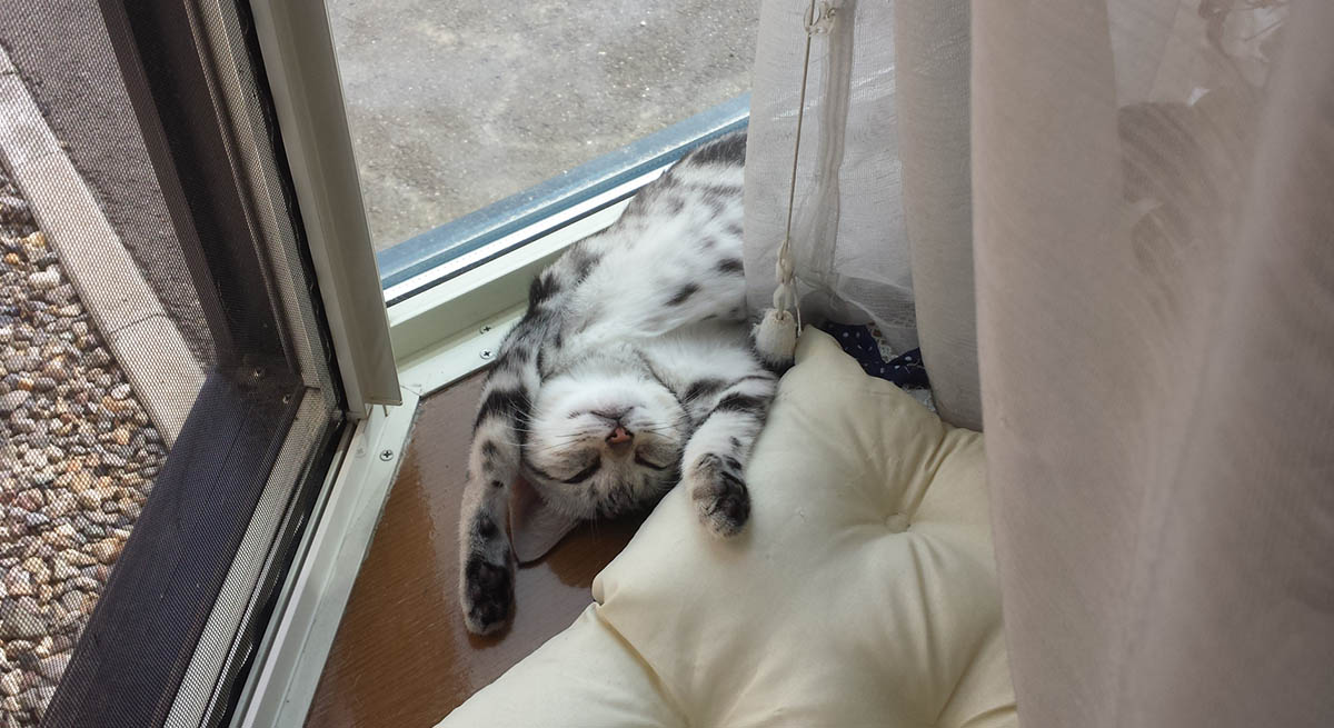 猫がエアコンを嫌がる理由とは？冷房が苦手な愛猫のための寒さ対策