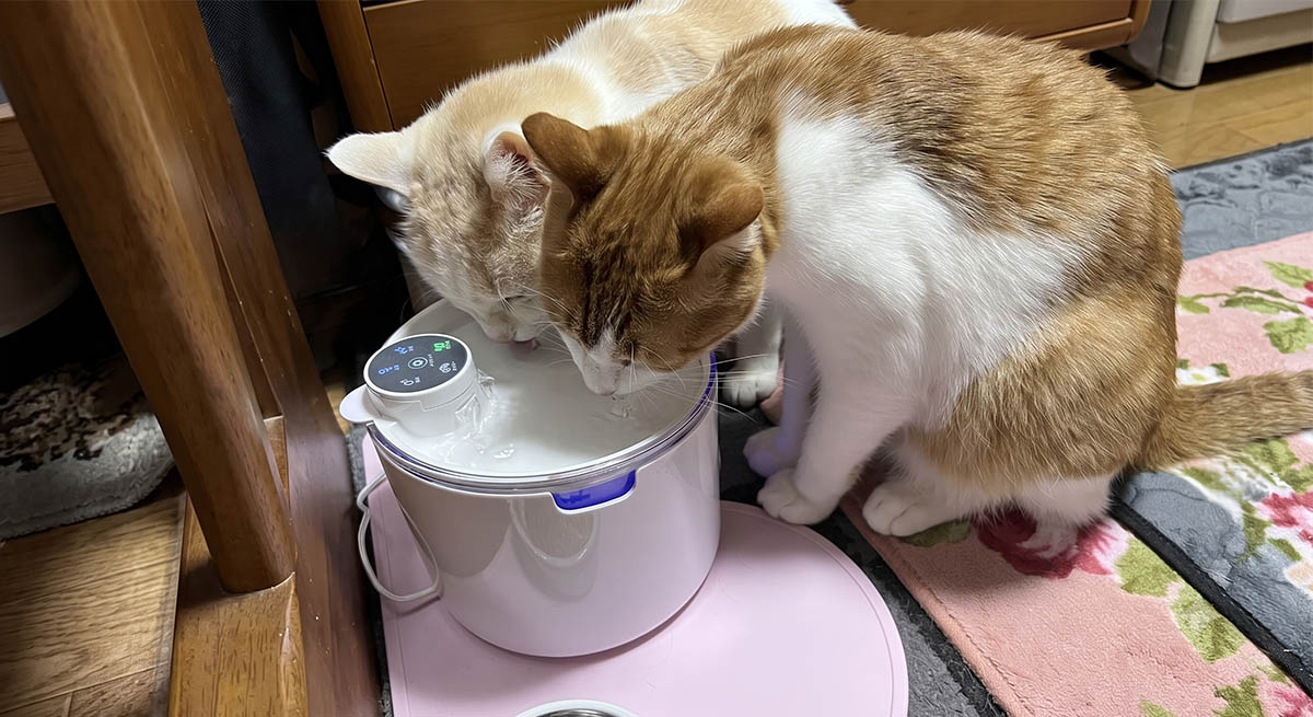 水を飲まない愛犬・愛猫に試したい水分補給の工夫5選!夏のリスクと対策