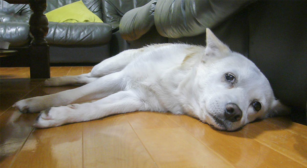 シニア犬・高齢猫のための夏バテ・熱中症対策。体温調節が苦手な我が子をいたわる夏の過ごし方