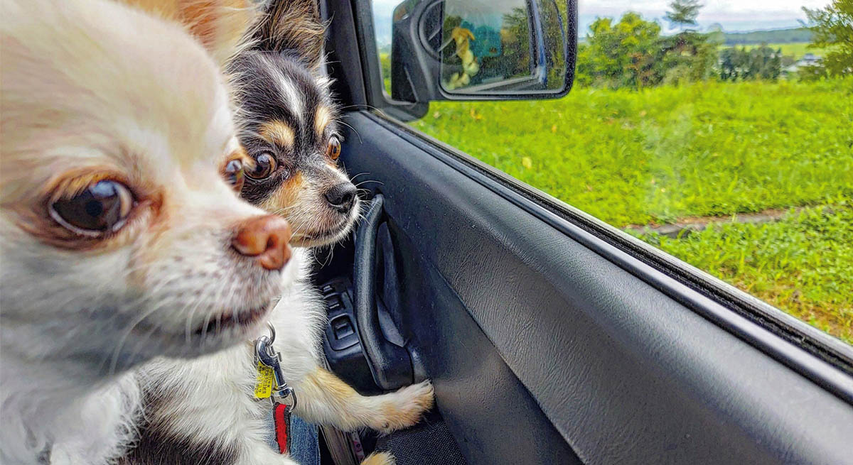 ドライブ中に愛犬が吐く・よだれが出る…それって車酔い?原因とすぐできる対処法