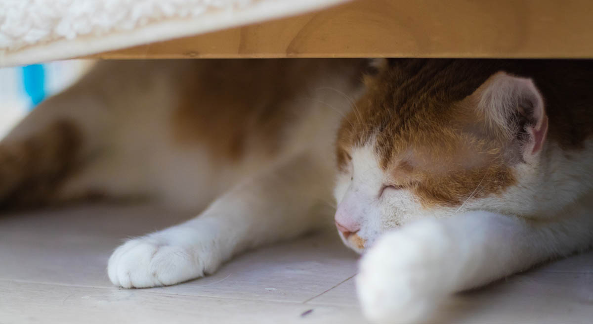 夏に猫の食欲が落ちたら？危険なSOSサインと自宅ケア