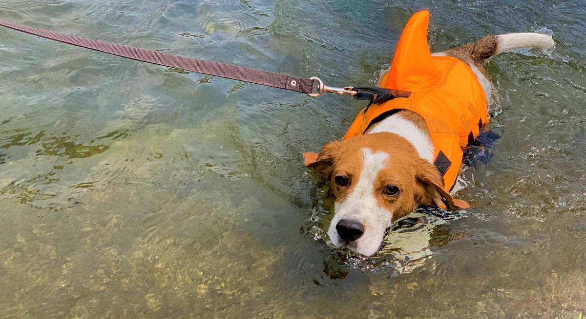 【トレーナー直伝】犬の泳ぎ方の教え方!水嫌いにさせないコツと水遊びマナー