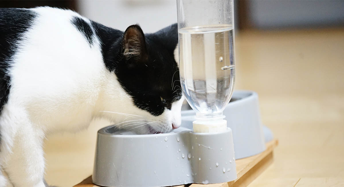 秋に猫が水を飲まない理由は？おしっこトラブルを防ぐ水分補給法とトイレケア