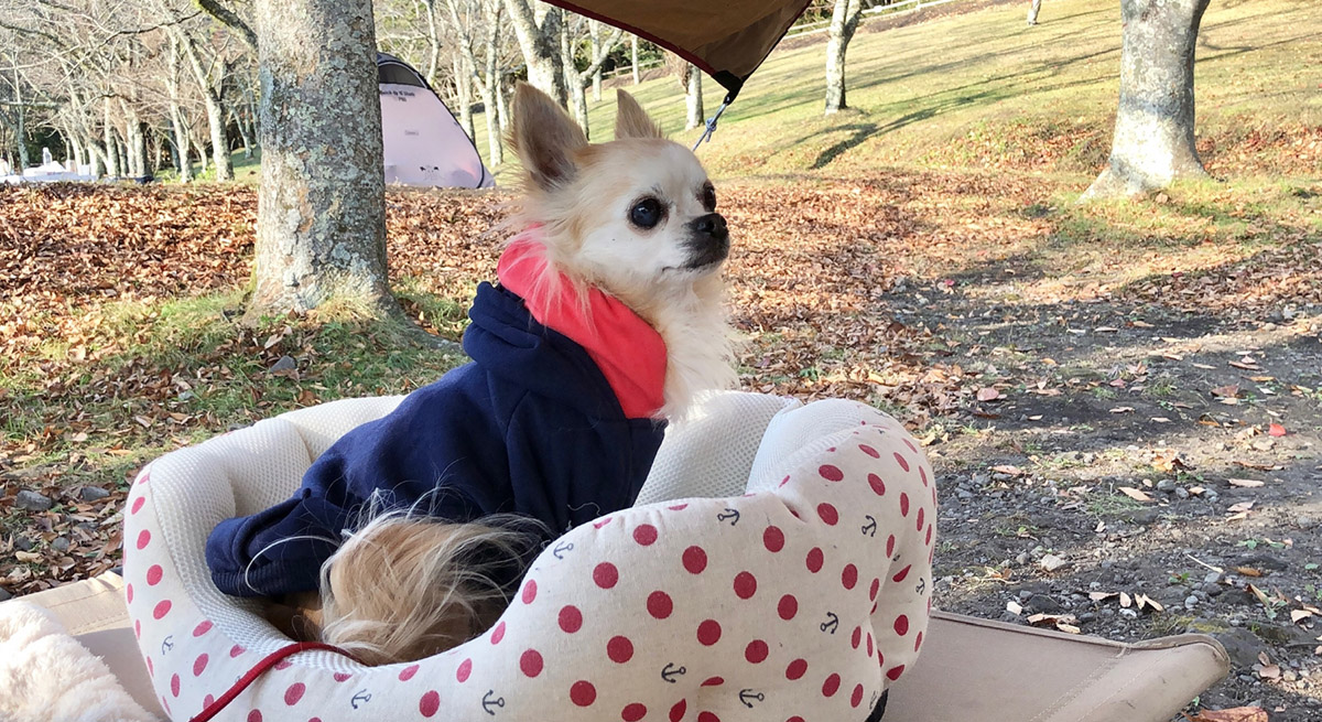 秋に犬猫が体調を崩す理由は？飼い主が知るべき基本の健康ケア