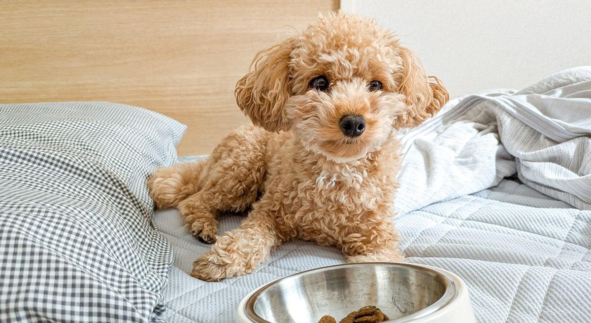 涼しいのに犬がごはんを食べない？秋の食欲不振の原因と対策
