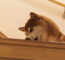 階段の上で横たわる犬