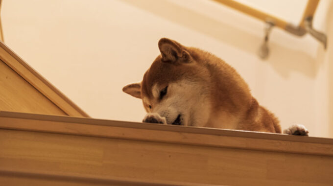 階段の上で横たわる犬